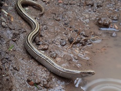 Ophiodes vertebralis
