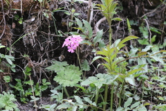 Primula polyneura
