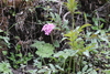 Primula polyneura - Photo (c) Jonathan M, some rights reserved (CC BY-NC), uploaded by Jonathan M