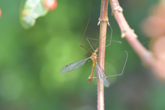 Tipula bezzii
