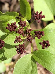 Thaspium trifoliatum trifoliatum