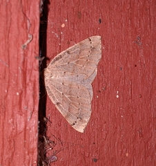 Thallophaga hyperborea