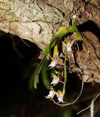 Sarcochilus australis