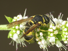 Euodynerus posticus