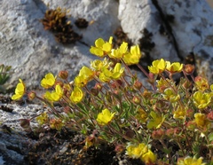 Potentilla pusilla