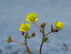Potentilla pusilla