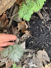 Dicentra canadensis