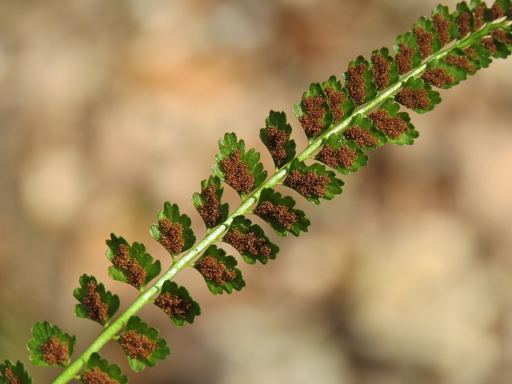 green spleenwort (Rare Plants of Newfoundland) · iNaturalist