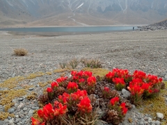 Castilleja tolucensis
