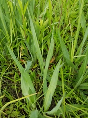 Eryngium yuccifolium