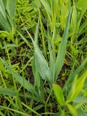 Eryngium yuccifolium