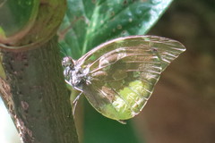 Lieinix nemesis atthis