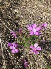 Phlox pilosa
