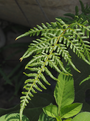 Pityrogramma calomelanos