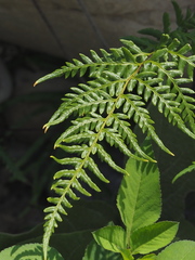 Silver fern