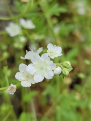 Phacelia dubia