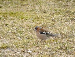 Fringilla coelebs