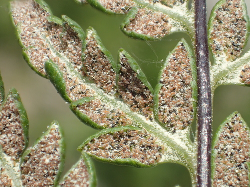 Pityrogramma calomelanos