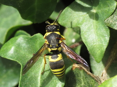 Euodynerus posticus