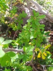 Berberis montana