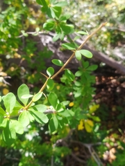 Berberis montana
