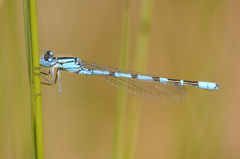 Enallagma cyathigerum