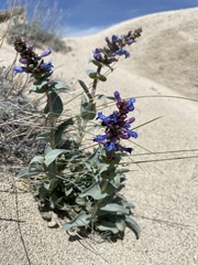 Penstemon acuminatus