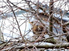 Turdus pilaris