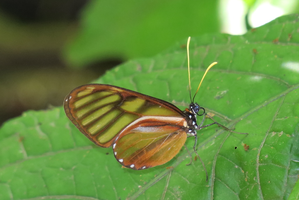 Smoky Ithomia