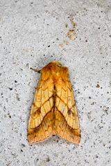 Pyrrhia umbra