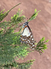 Graphium angolanus