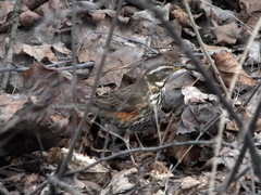 Turdus iliacus