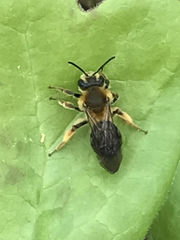 Andrena dunningi