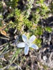 Wahlenbergia calcarea