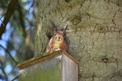 Sciurus vulgaris