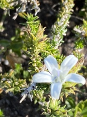 Wahlenbergia calcarea