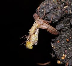 Austrocordulia refracta