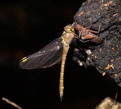 Austrocordulia refracta