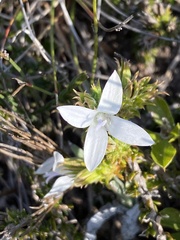 Wahlenbergia calcarea