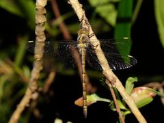 Austrocordulia refracta