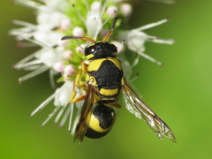 Euodynerus variegatus