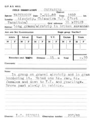 Kobus ellipsiprymnus