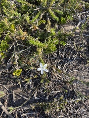 Wahlenbergia calcarea