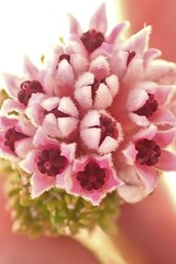 Phylica lachneaeoides