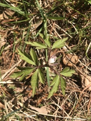 Anemonoides nemorosa