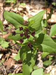 Thaspium trifoliatum trifoliatum