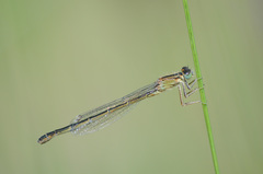 Ischnura graellsii