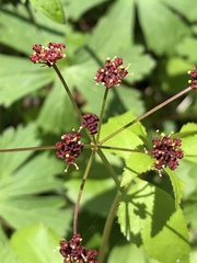 Thaspium trifoliatum trifoliatum