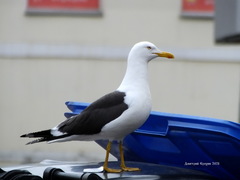 Larus fuscus