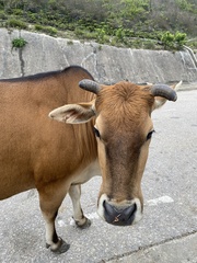 Bos